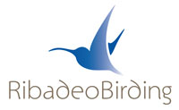 PROXECTO: «RIBADEO BIRDING»